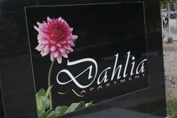 Dahlia-6_thumb
