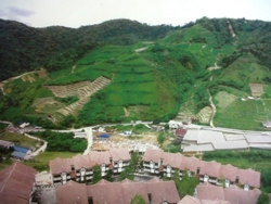 Cameron_highland_thumb