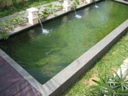 Koi1_thumb