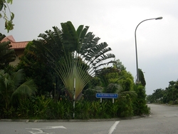 Damai_rasa__4__thumb